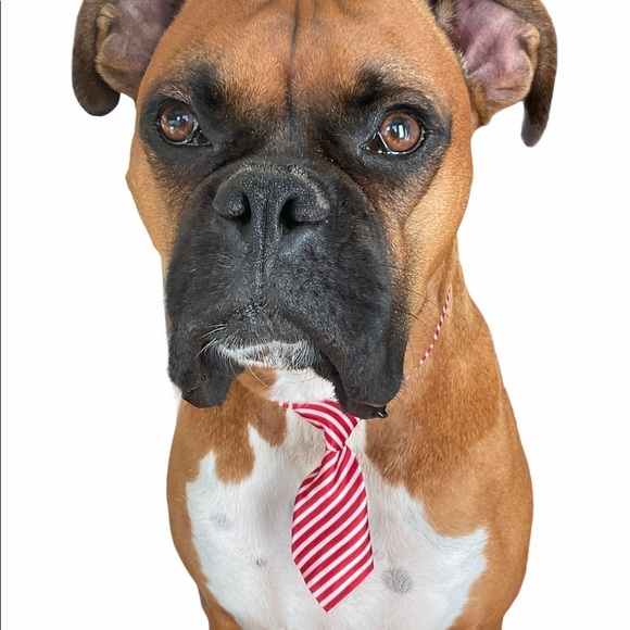 Adjusting Dog Neck Tie Collar - Picture 7 of 7